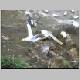 Gannet Colony 033.jpg